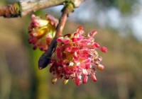 ELM (Olmo Inglese)